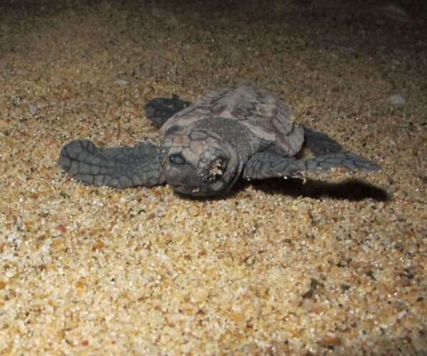 Turtle Tour